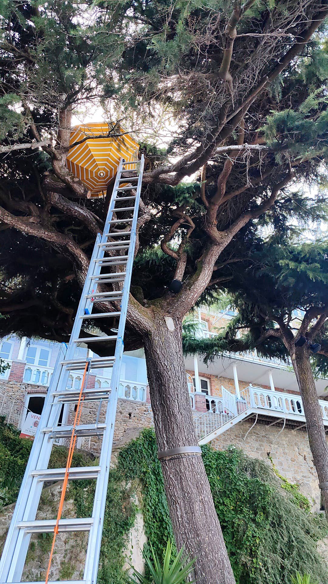 Grande échelle dressée dans un arbre pour récupérer un parasol coincé dans les branches